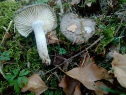 Hygrophorus marzuolus