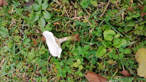 Clitocybe dealbata