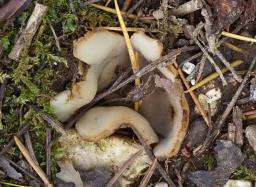 Geopora sumneriana