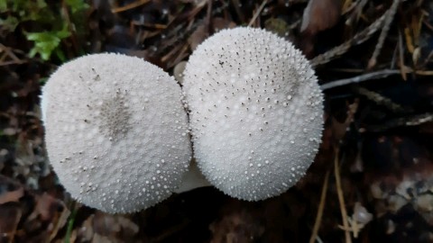 Lycoperdon perlatum