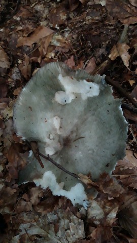 Russula aeruginea