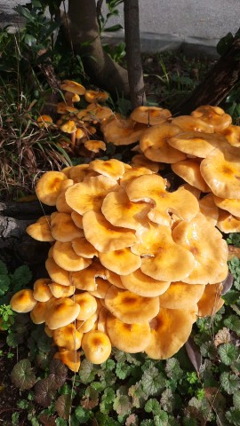 Armillaria mellea