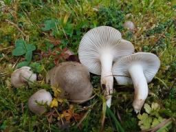 Hygrophorus agathosmus