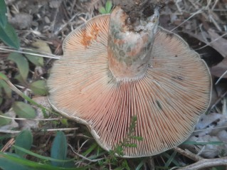 Lactarius quieticolor