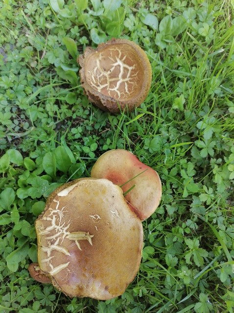 Xerocomellus chrysenteron