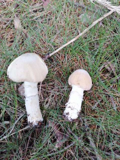 Cortinarius caperatus