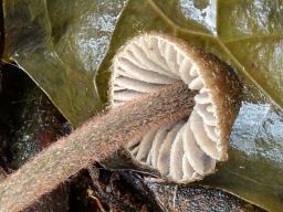 Entoloma strigosissimum