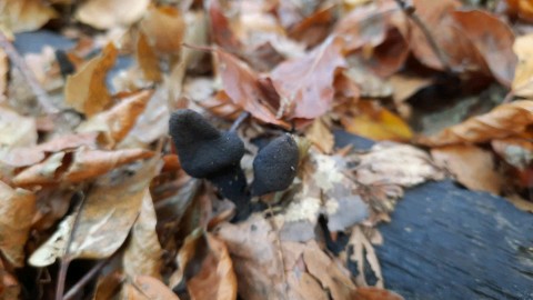 Xylaria polymorpha