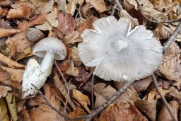 Amanita pseudoargentea