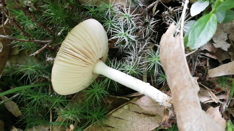 Amanita gemmata