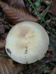 Russula violeipes