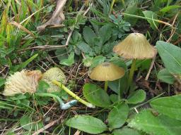 Entoloma incanum