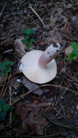 Russula sanguinaria