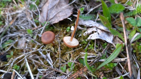 Strobilurus tenacellus