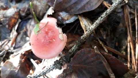 Russula emetica