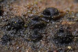 Lentomitella crinigera