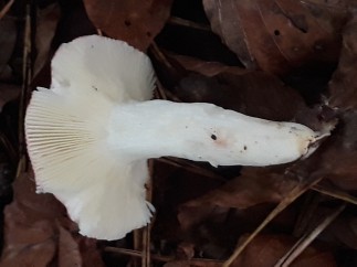 Russula silvestris