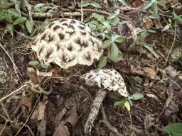 Strobilomyces strobilaceus
