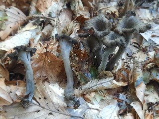 Craterellus cornucopioides