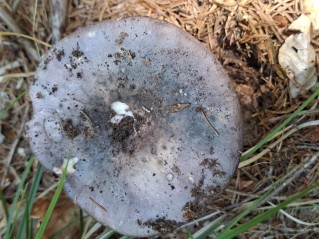 Russula cyanoxantha