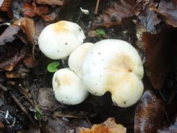 Hygrophorus lindtneri