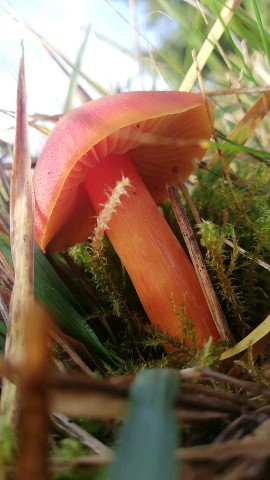 Hygrocybe punicea