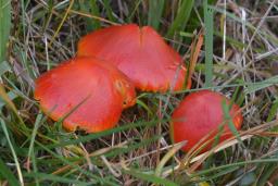Hygrocybe coccinea