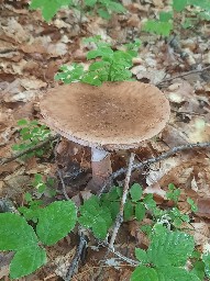 Amanita rubescens