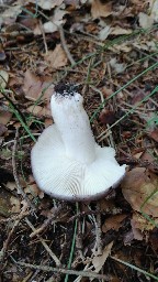 Russula cyanoxantha