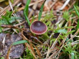 Cortinarius anthracinus