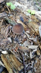 Pluteus cervinus