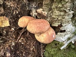 Tapinella atrotomentosa