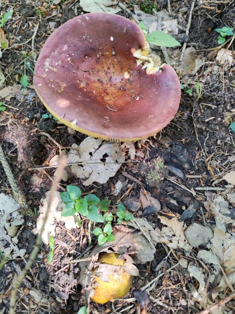 Russula olivacea