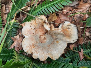 Russula virescens