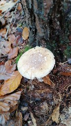 Amanita gemmata