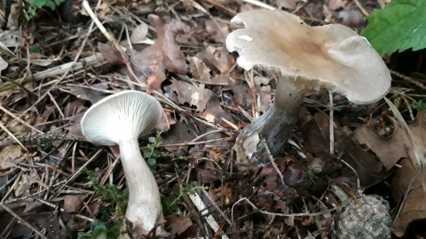 Ampulloclitocybe clavipes