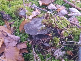 Hygrophorus marzuolus