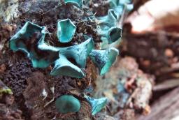 Chlorociboria aeruginascens