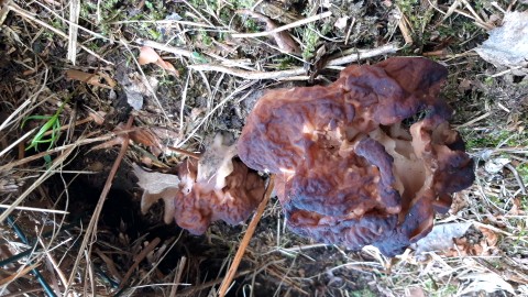 Gyromitra esculenta