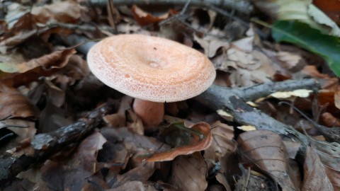 Lactarius deterrimus