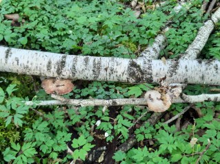Fomitopsis betulina