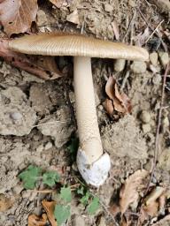 Amanita fulva