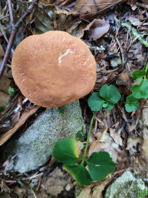 Rheubarbariboletus armeniacus