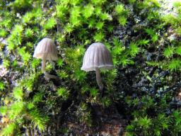 Mycena pseudocorticola