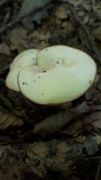 Suillus placidus