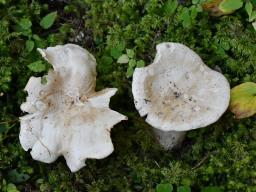 Aspropaxillus candidus