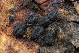 Hysterographium fraxini