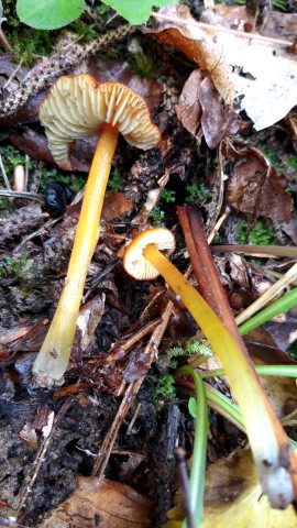 Hygrocybe conica