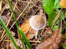 Psathyrella fibrillosa