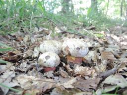 Rubroboletus rhodoxanthus